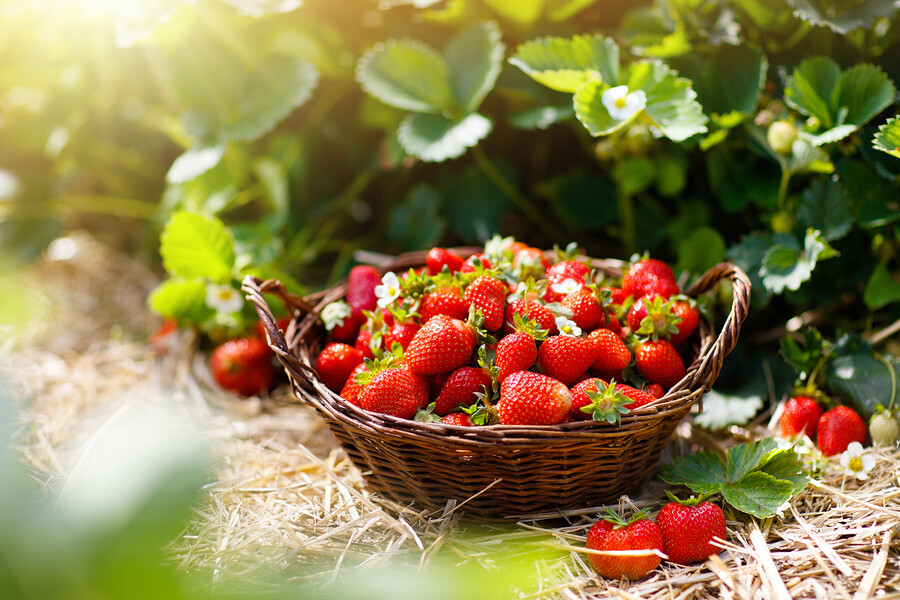 Saftige Erdbeeren – köstlich und gesund